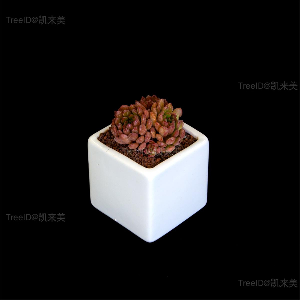 1 红宝石