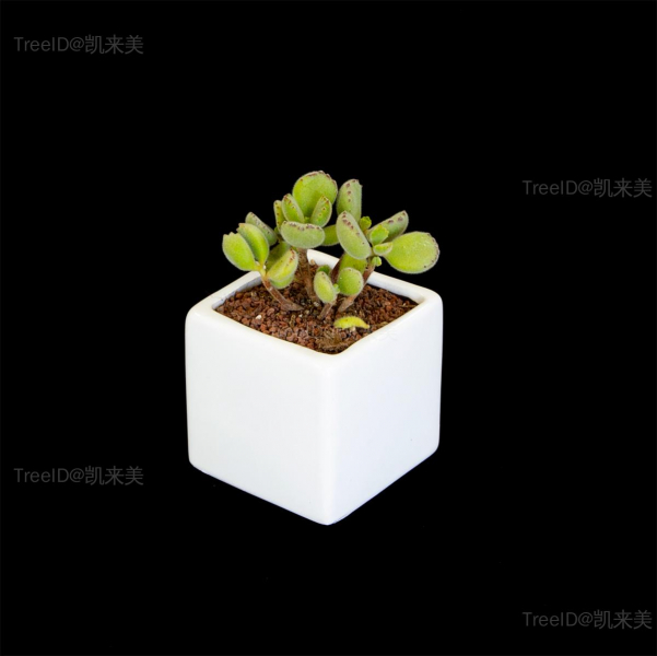 2 熊童子