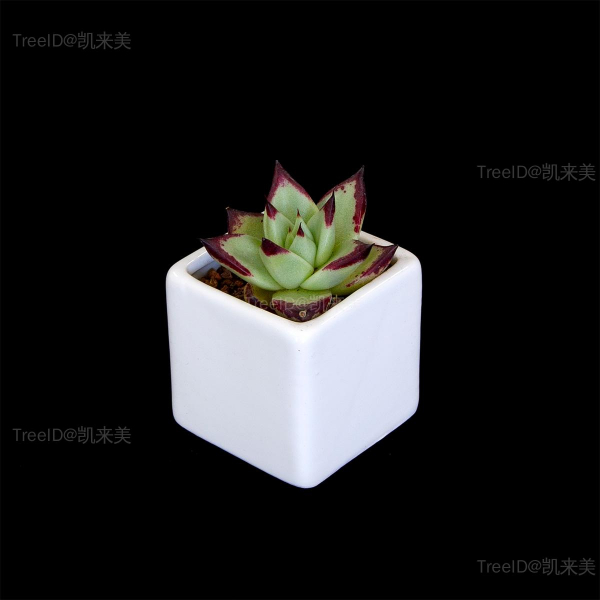 乌木