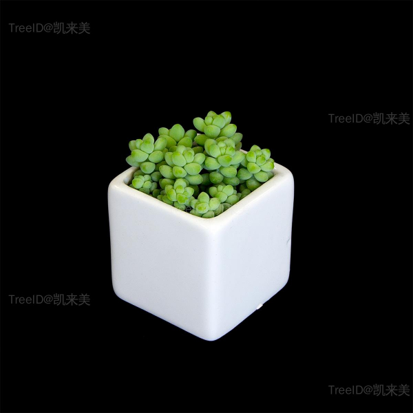 新玉缀