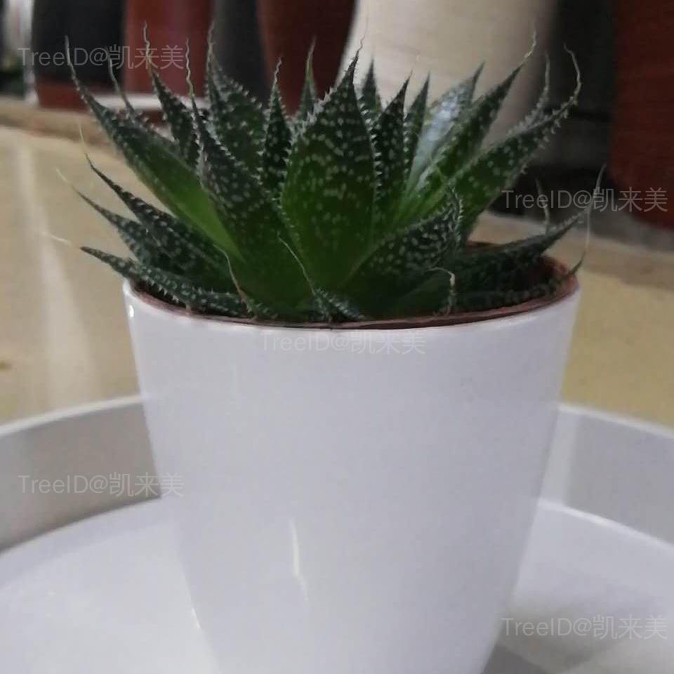 绫锦 木锉芦荟 珍珠芦荟 波路 菠露 绫锦芦荟