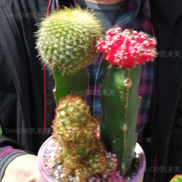 仙人球