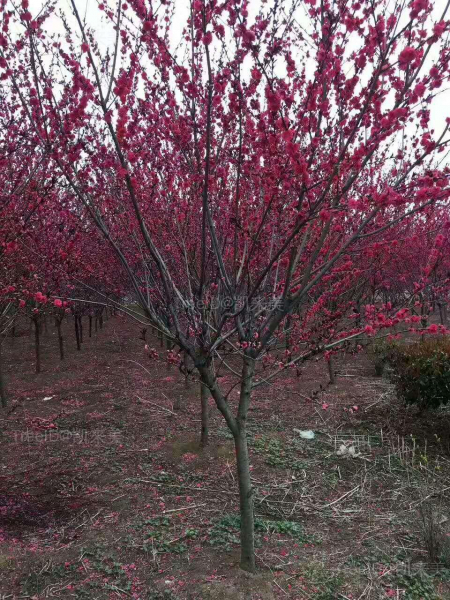 红叶碧桃
