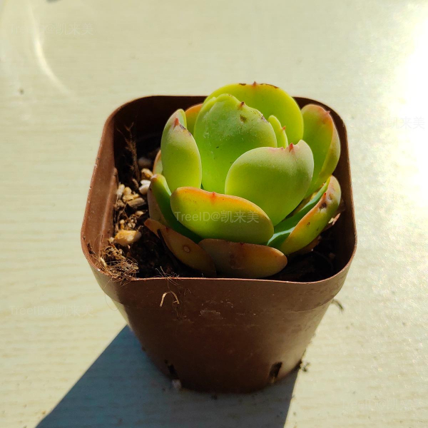 鸡蛋碧桃
