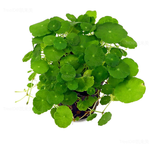 铜钱草