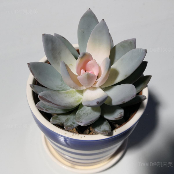 霜之朝