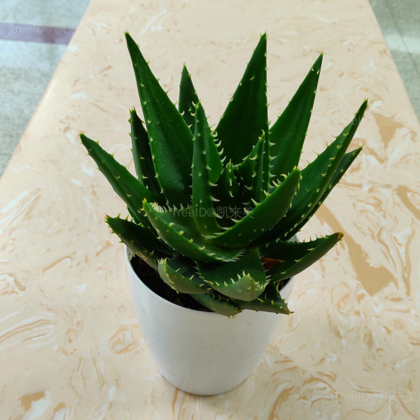不夜城芦荟