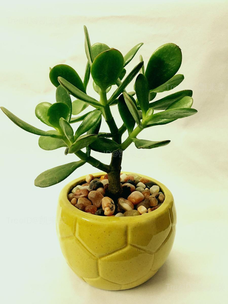 玉树