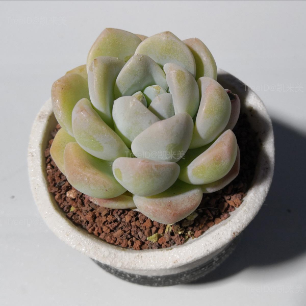 冰玉