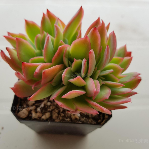 绮罗