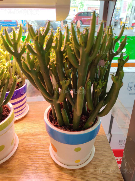 珊瑚棒