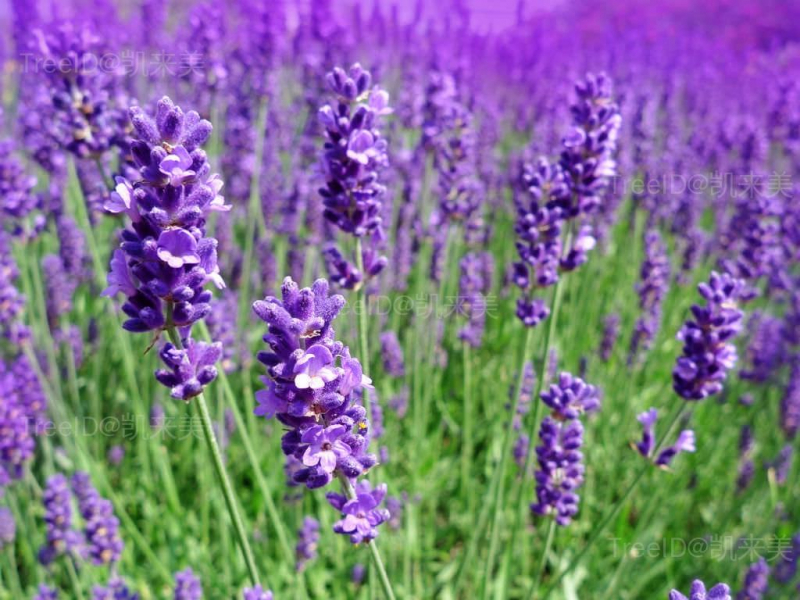 薰衣草