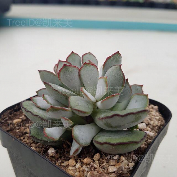 巧克力线