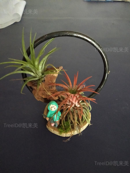 空气凤梨