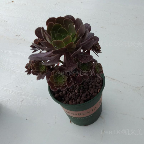 黑法师