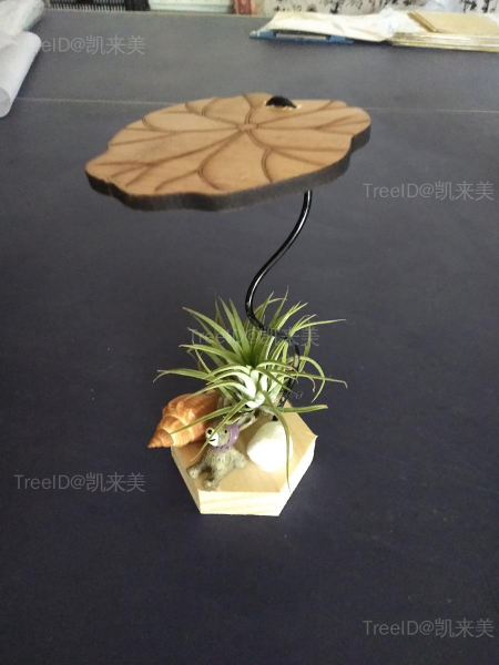 空气凤梨