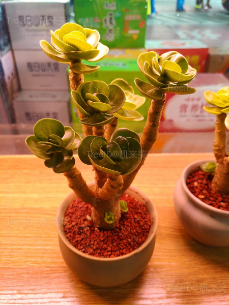 金钱木