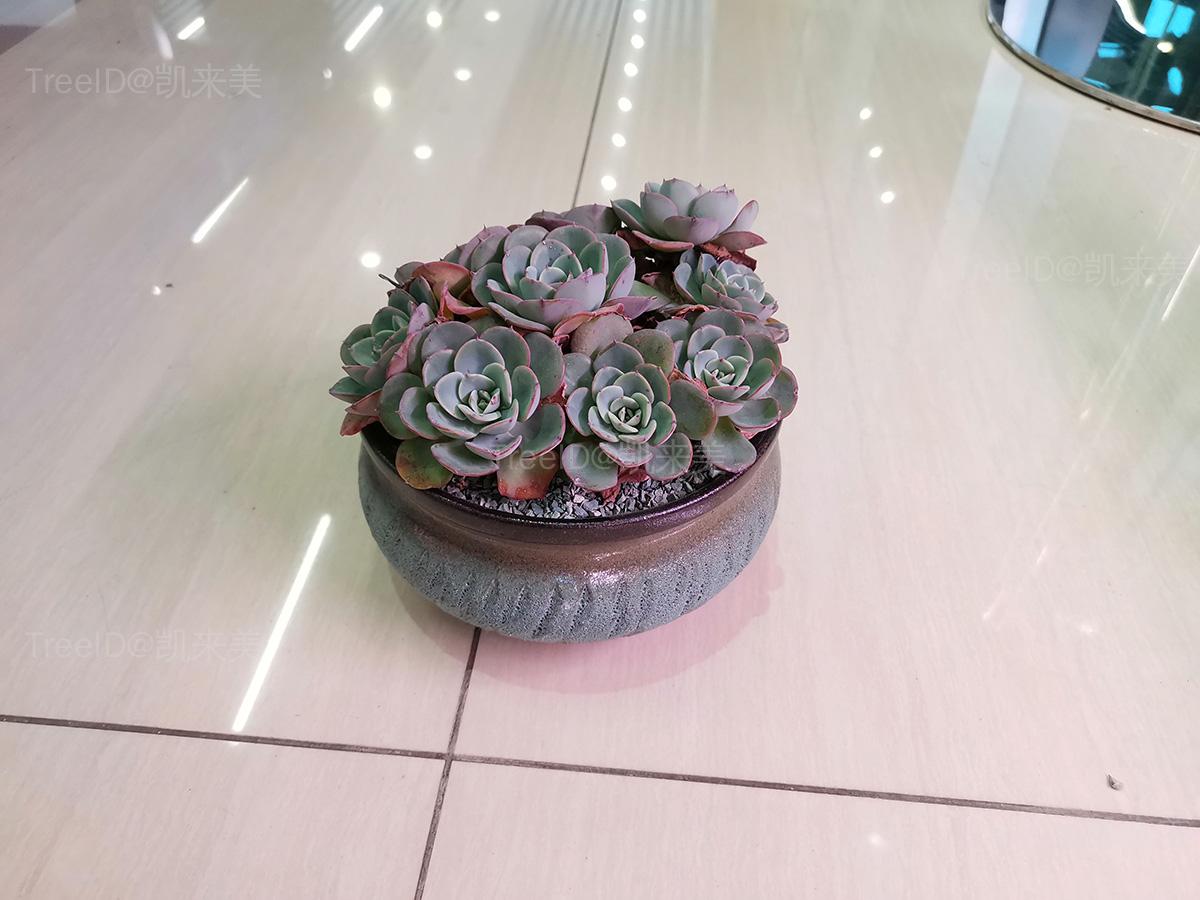 奶油黄桃