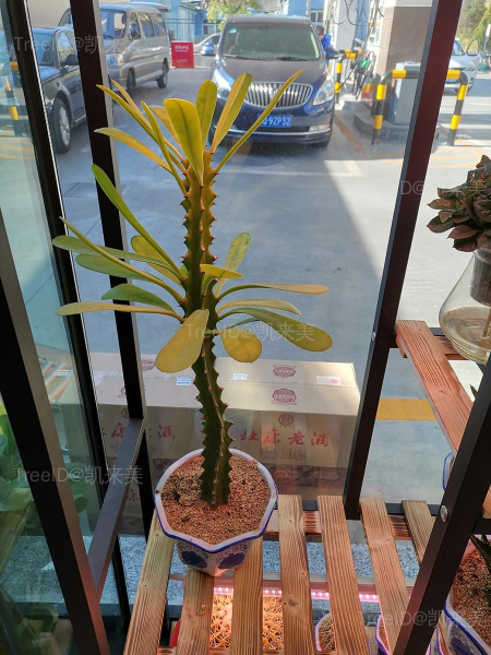霸王鞭