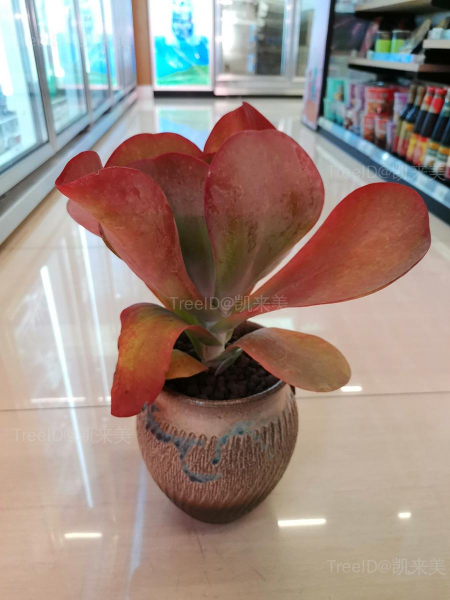唐印