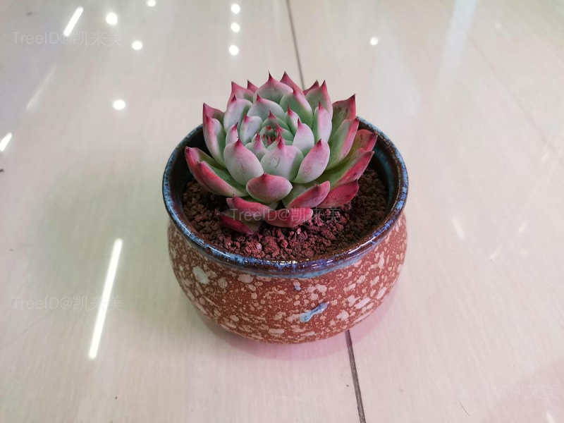 水蜜桃