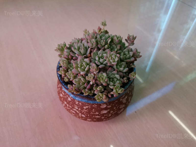 粉蔓