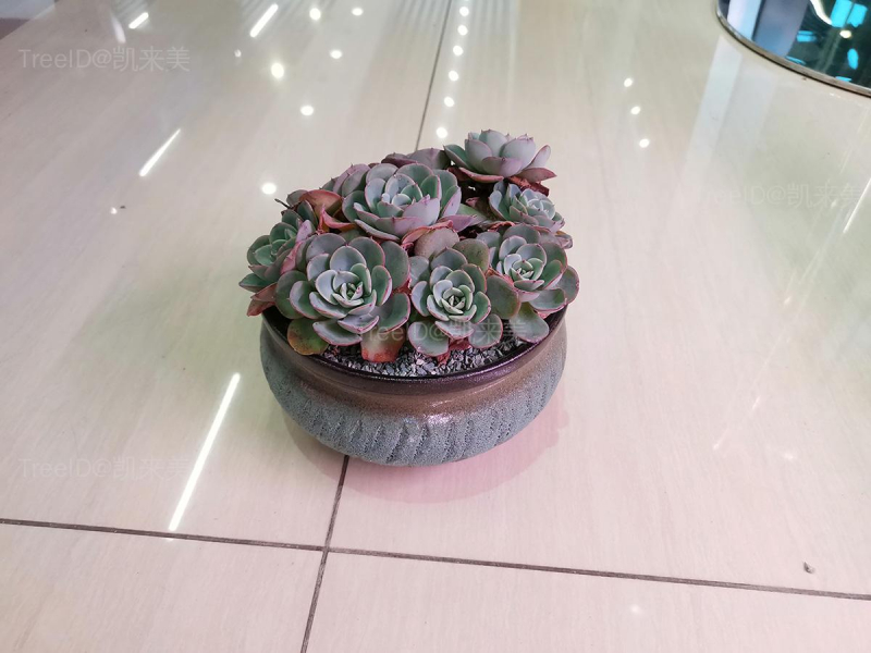 奶油黄桃