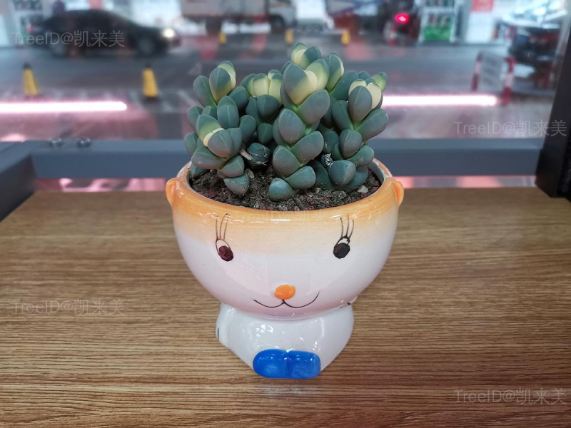 鹿角海棠
