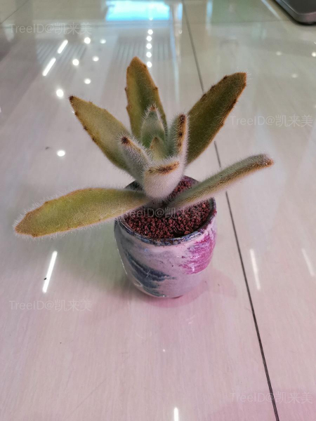 闪光兔