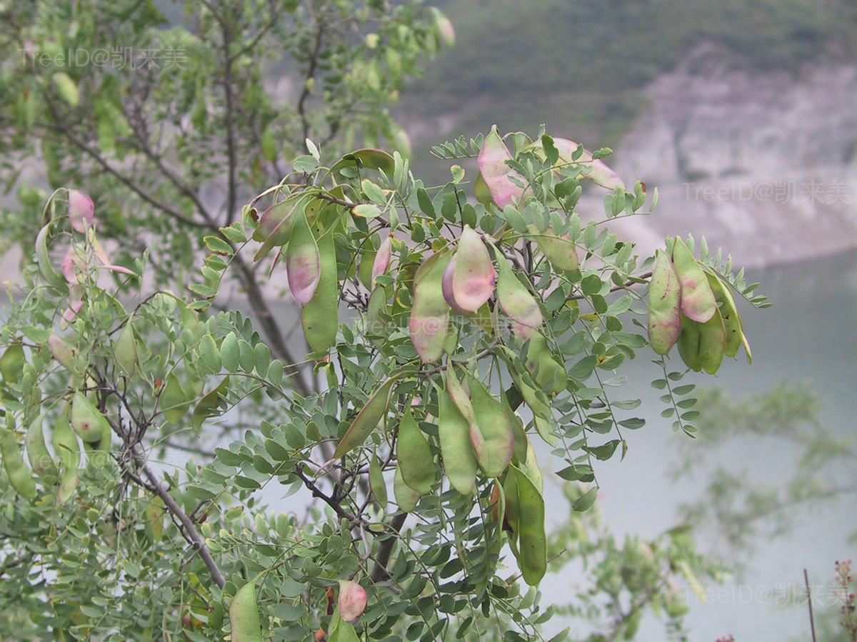 野皂荚
