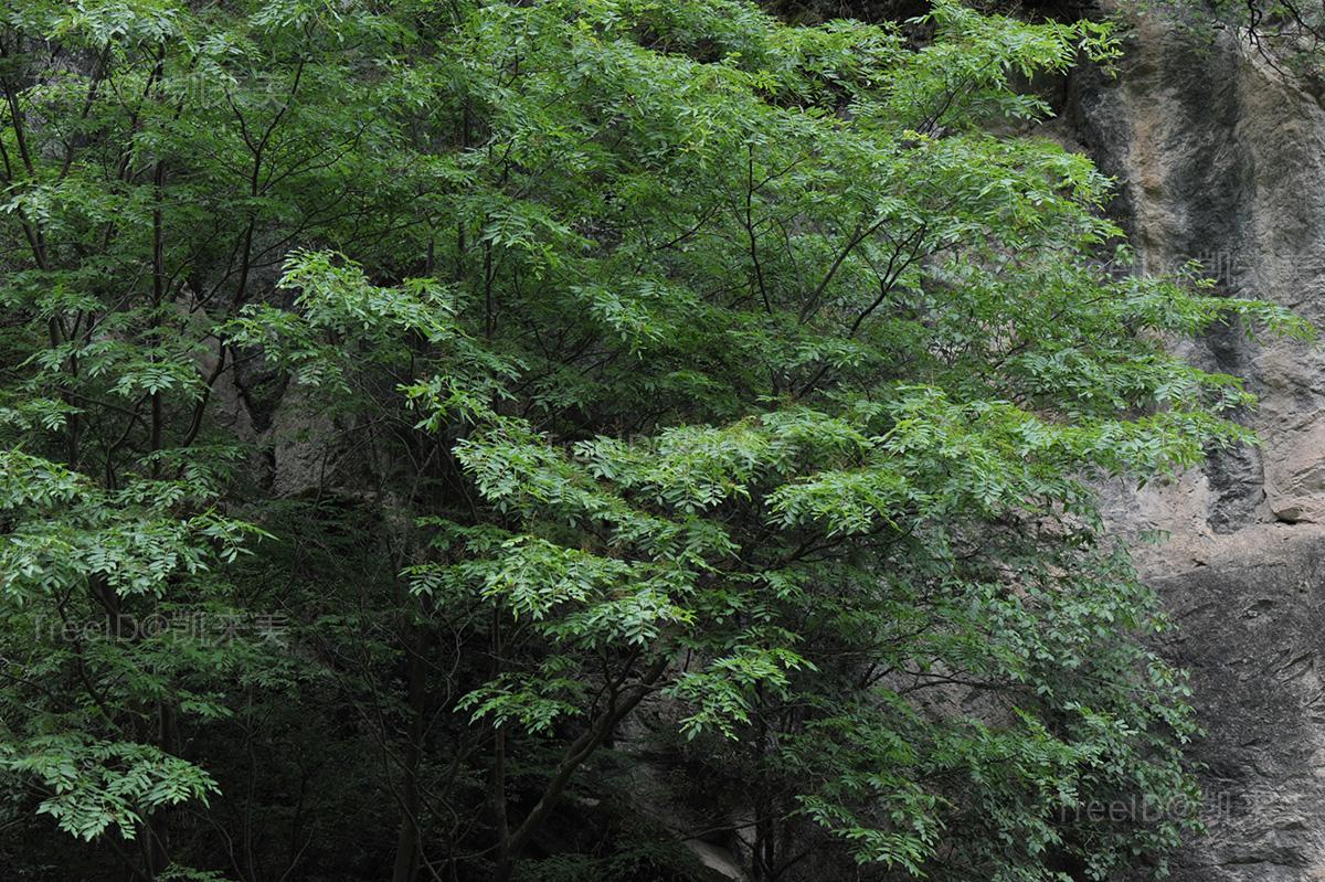 小花香槐