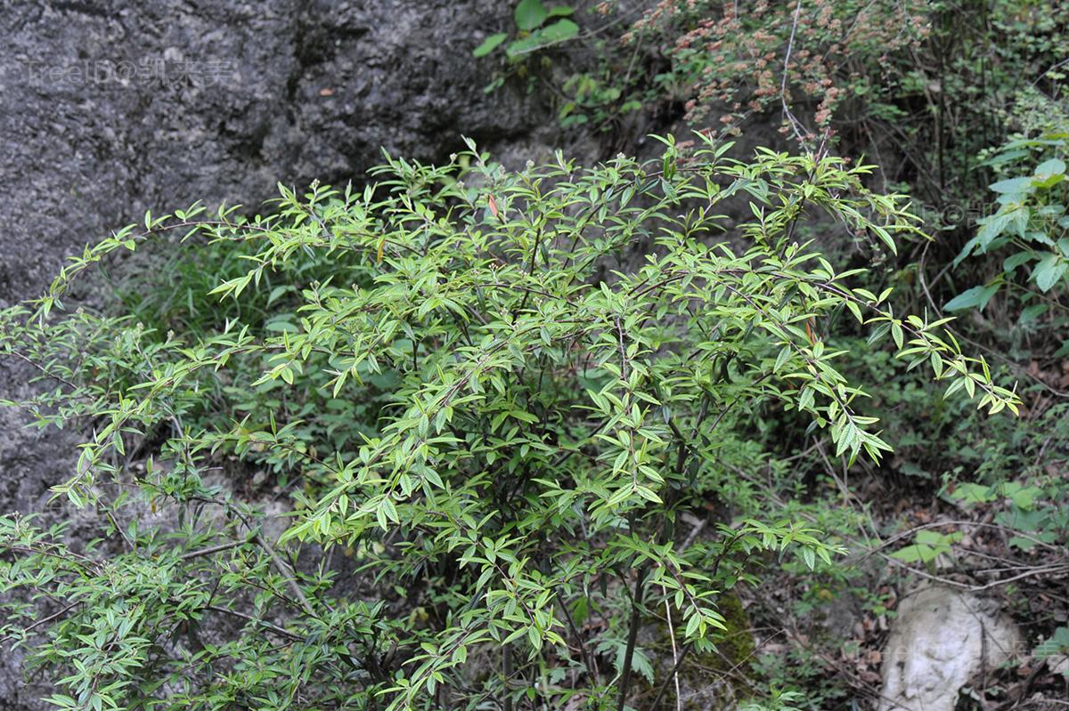 柳叶栒子窄叶变种