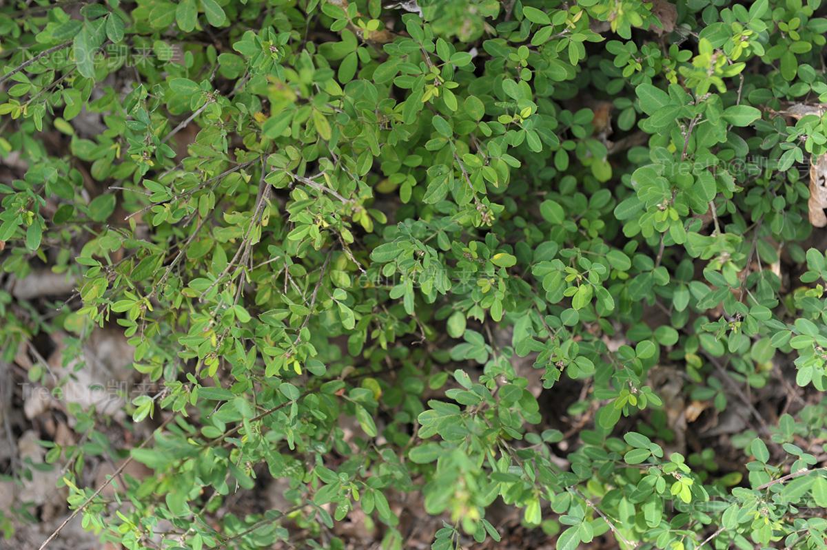 多花胡枝子
