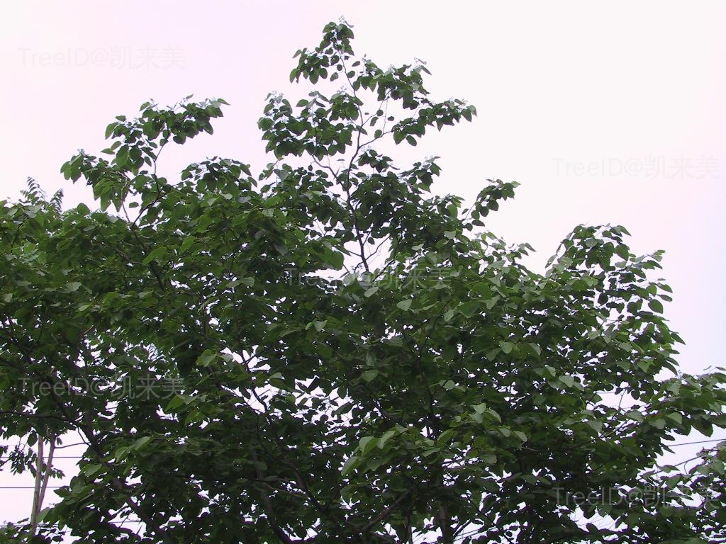 北枳椇
