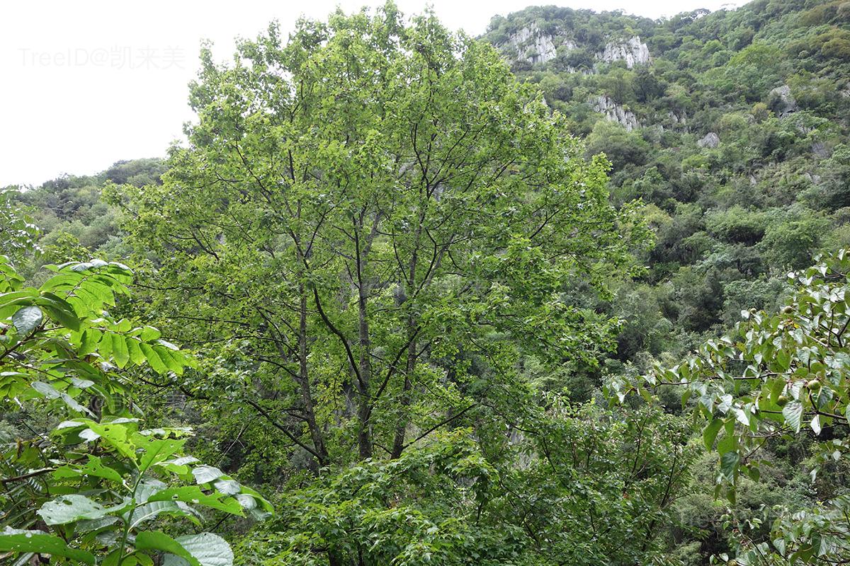 枫香树