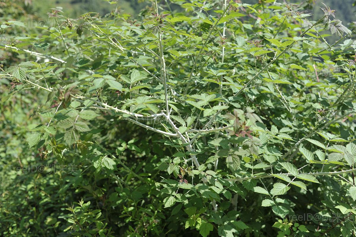 粉枝莓