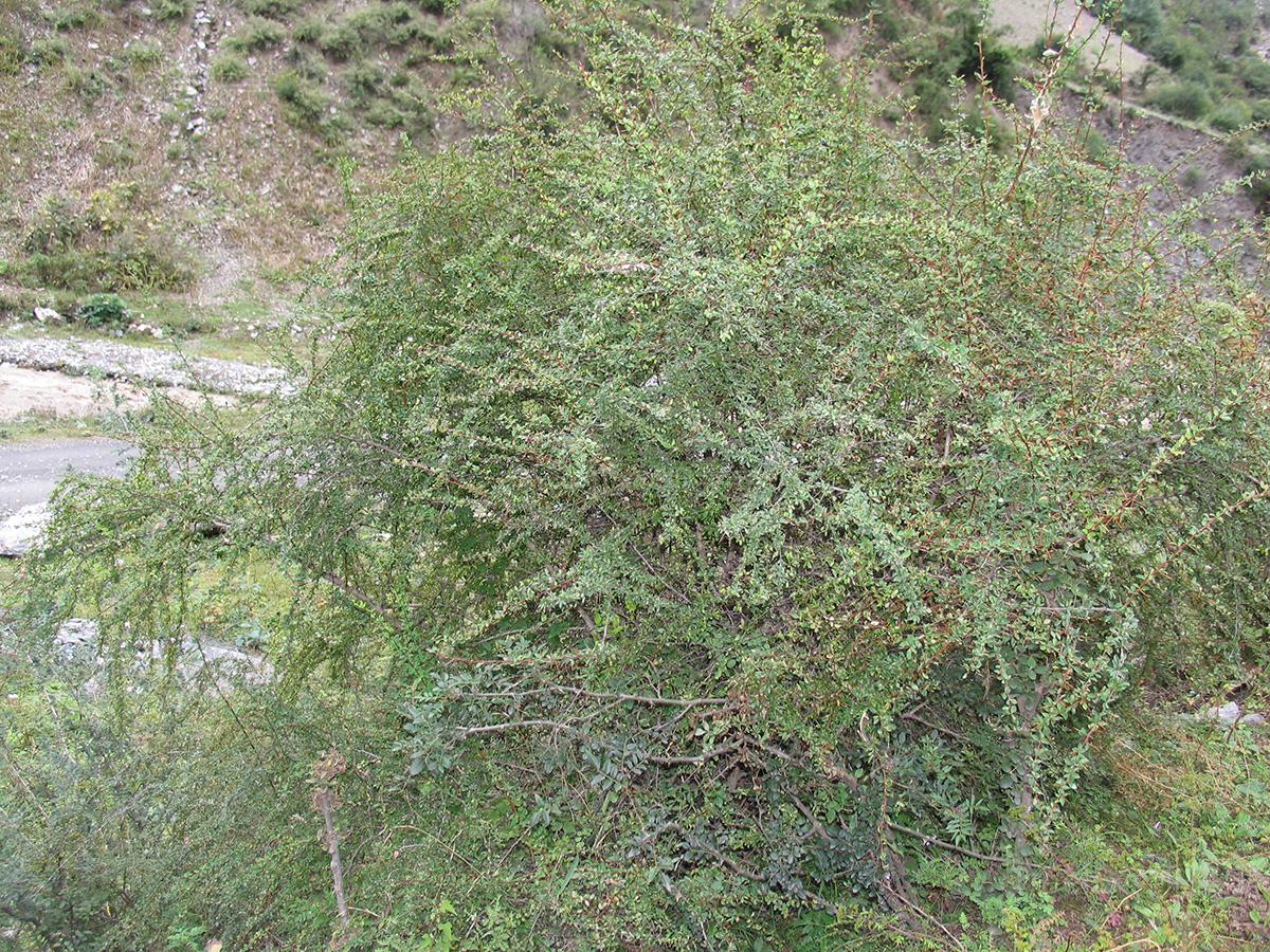 洮河小檗