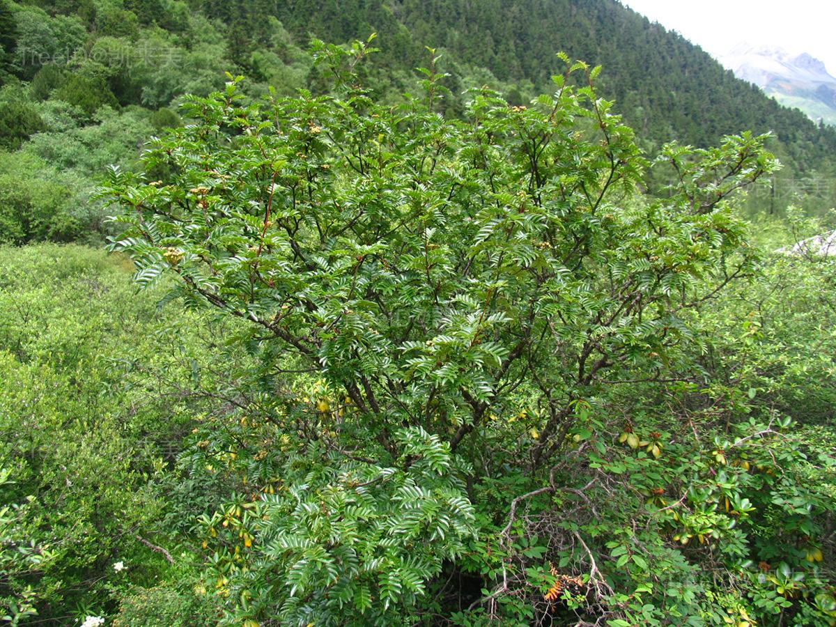 西南花楸