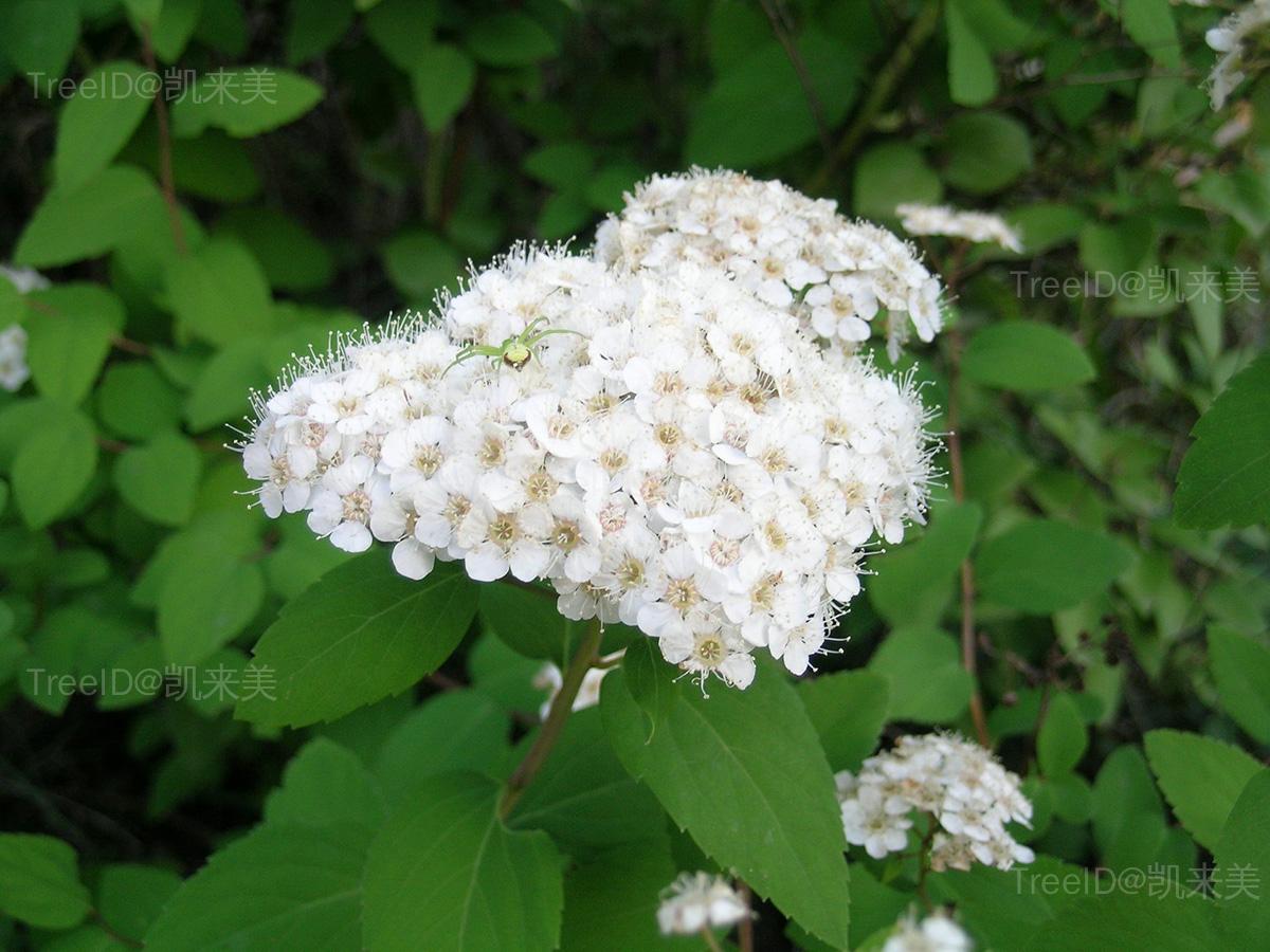 华北绣线菊