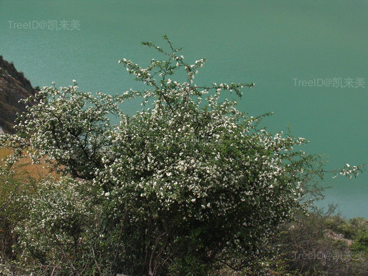 华西小石积