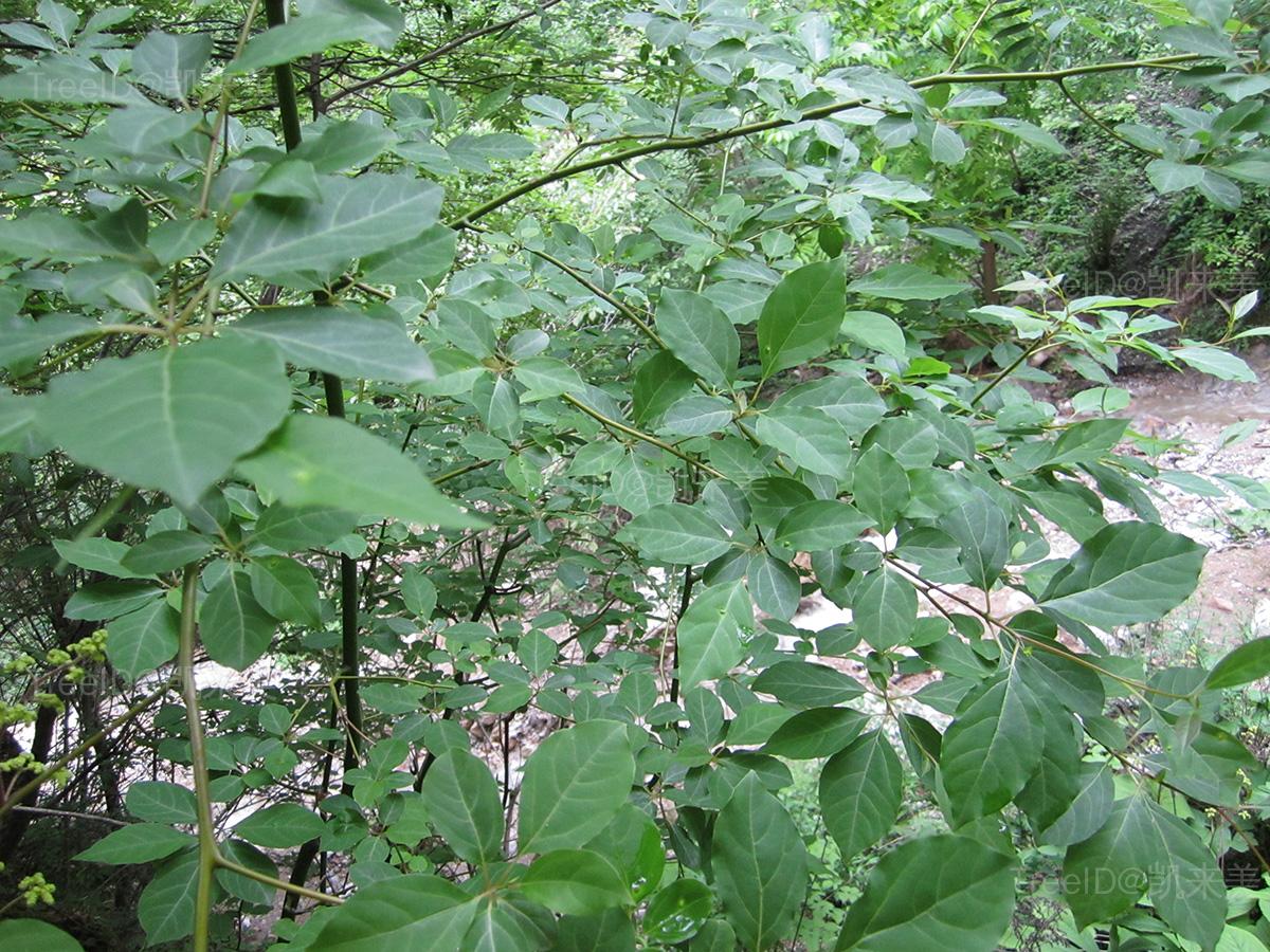 红果山胡椒