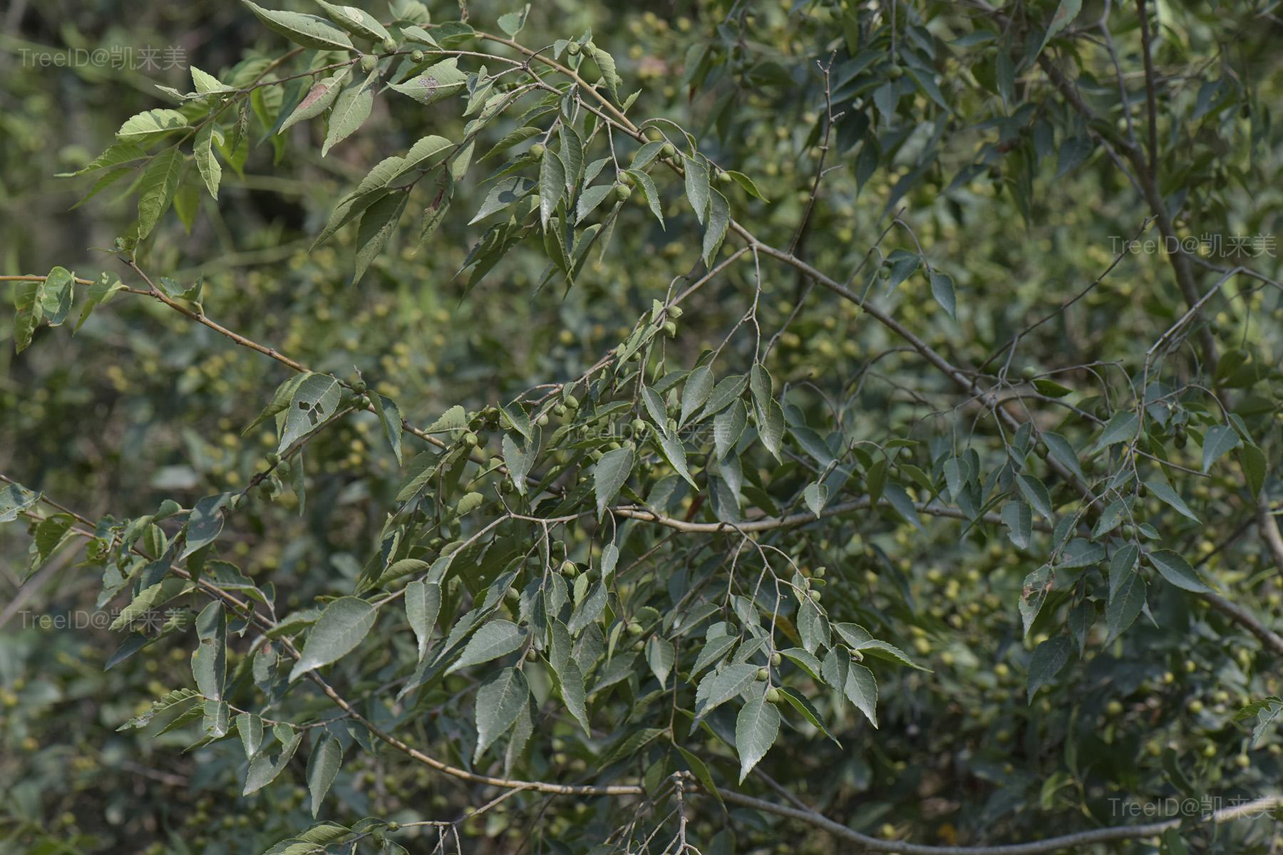 大果榉