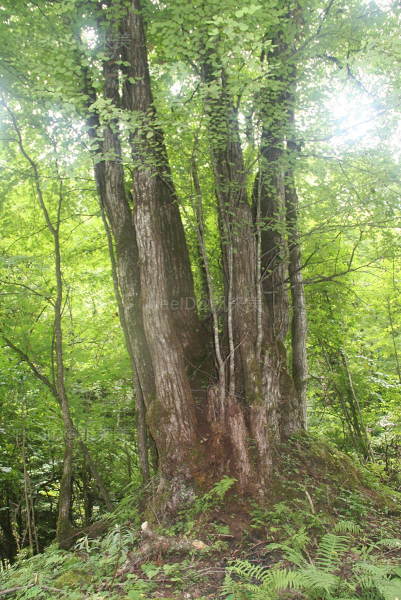 连香树