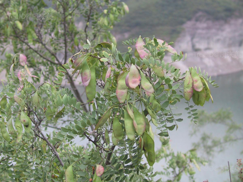 野皂荚