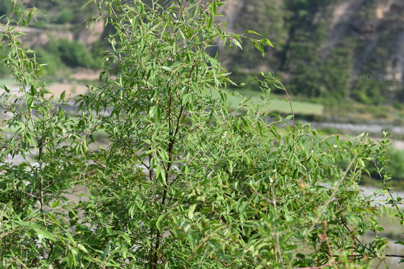 橿子栎