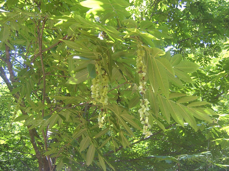 甘肃枫杨