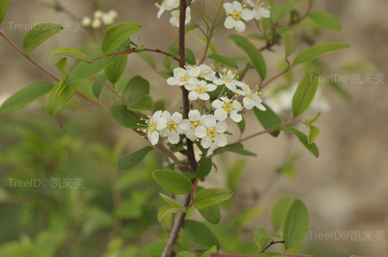 绢毛绣线菊