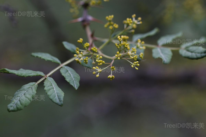 微柔毛花椒
