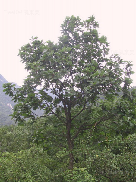 槲树
