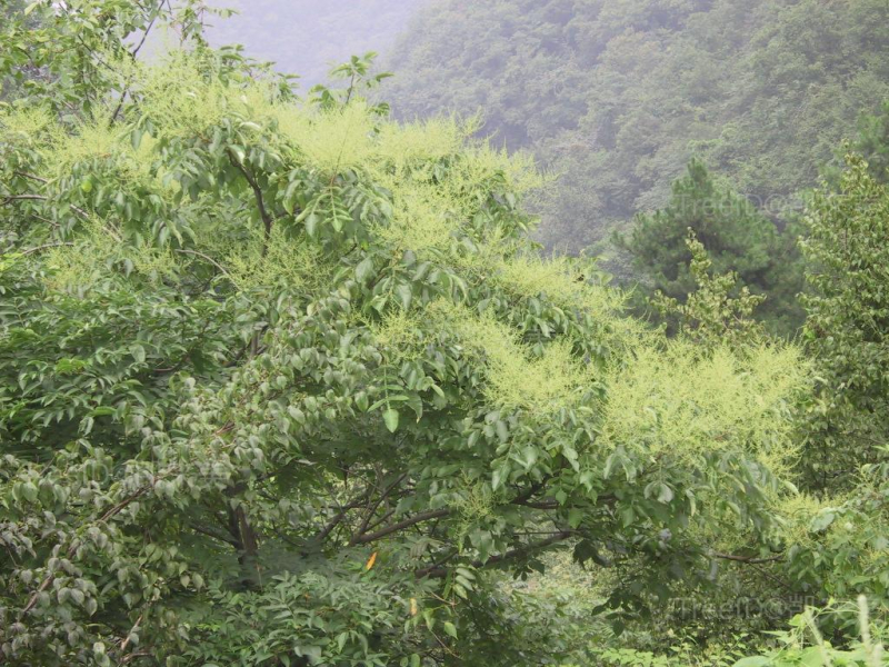 盐肤木
